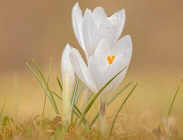 Prayers for Spiritual Growth