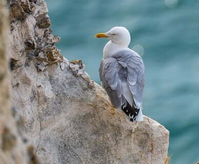 Prayers for Peace, Anxiety & Fear