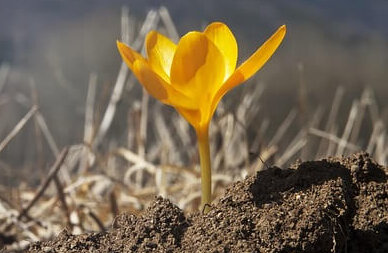 Prayer for New Believers